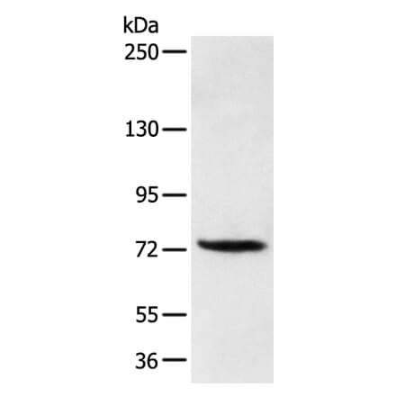FOXP4 Antibody from Signalway Antibody (43272) - Antibodies.com