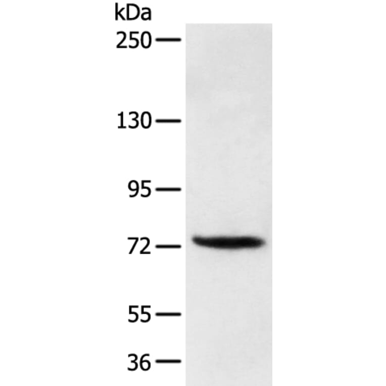 FOXP4 Antibody from Signalway Antibody (43272) - Antibodies.com