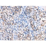 Immunohistochemistry - FOXP4 Antibody from Signalway Antibody (43272) - Antibodies.com