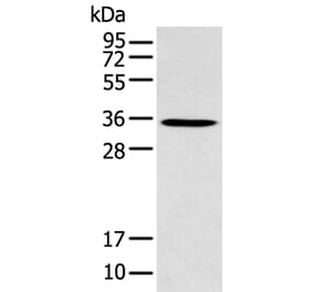 GFRA4 Antibody from Signalway Antibody (43275) - Antibodies.com