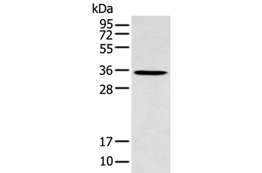 GFRA4 Antibody from Signalway Antibody (43275) - Antibodies.com