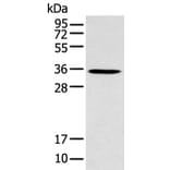 GFRA4 Antibody from Signalway Antibody (43275) - Antibodies.com