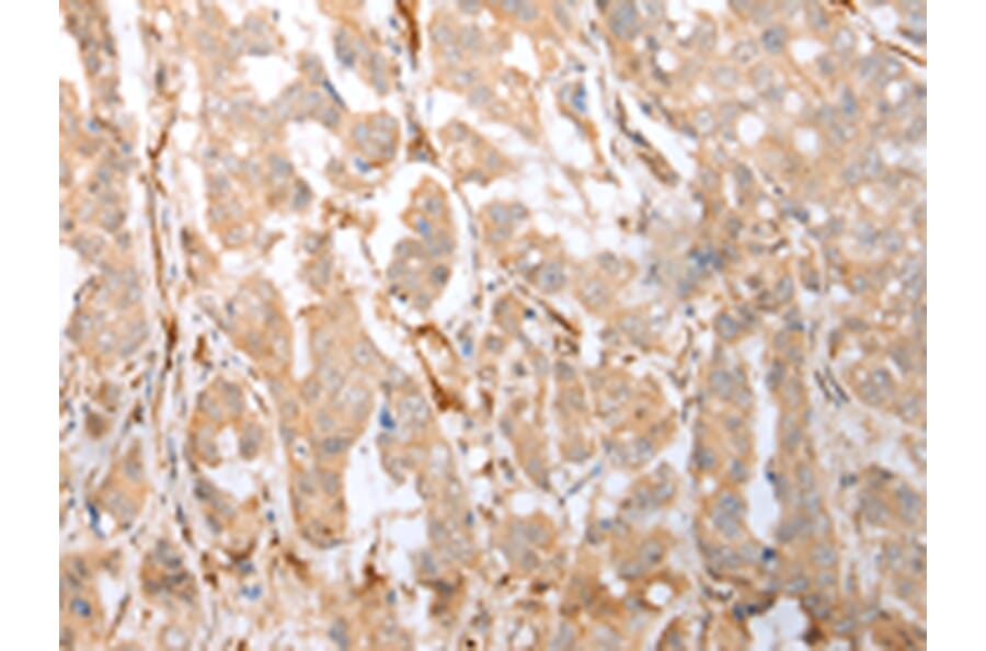 Immunohistochemistry - GFRA4 Antibody from Signalway Antibody (43275) - Antibodies.com