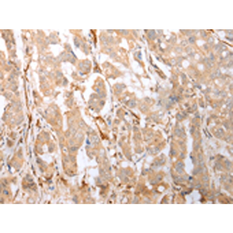 Immunohistochemistry - GFRA4 Antibody from Signalway Antibody (43275) - Antibodies.com
