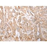 Immunohistochemistry - GFRA4 Antibody from Signalway Antibody (43275) - Antibodies.com