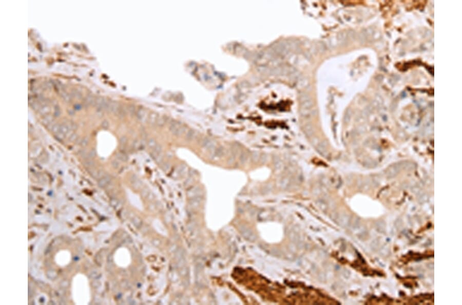 Immunohistochemistry - GFRA4 Antibody from Signalway Antibody (43275) - Antibodies.com