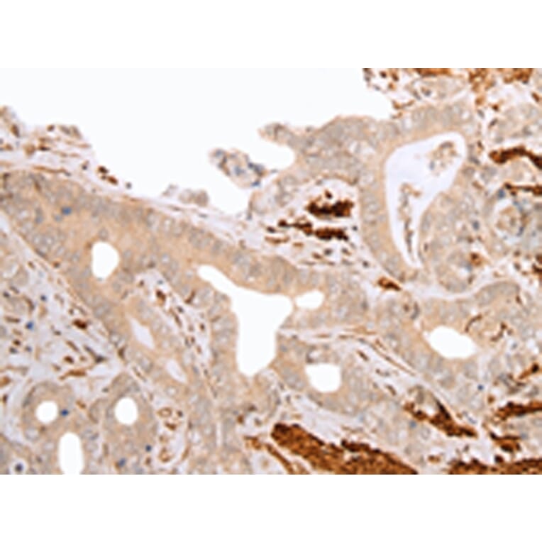 Immunohistochemistry - GFRA4 Antibody from Signalway Antibody (43275) - Antibodies.com