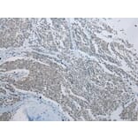 Immunohistochemistry - CCNG1 Antibody from Signalway Antibody (43289) - Antibodies.com