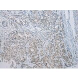 Immunohistochemistry - CCNG1 Antibody from Signalway Antibody (43289) - Antibodies.com