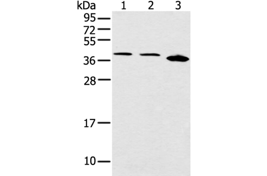 CCNG1 Antibody from Signalway Antibody (43289) - Antibodies.com