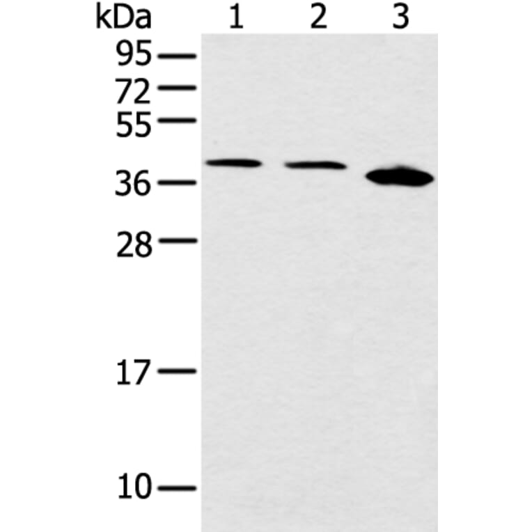 CCNG1 Antibody from Signalway Antibody (43289) - Antibodies.com