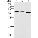 CCNG1 Antibody from Signalway Antibody (43289) - Antibodies.com