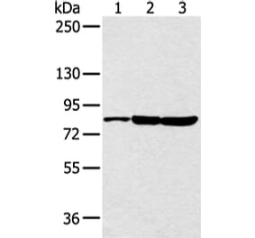 CCNT2 Antibody from Signalway Antibody (43292) - Antibodies.com