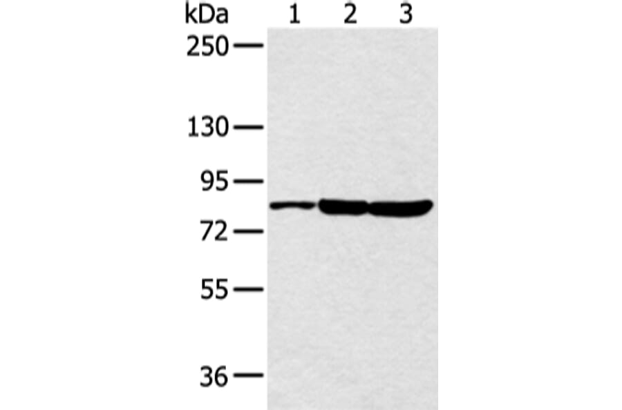 CCNT2 Antibody from Signalway Antibody (43292) - Antibodies.com