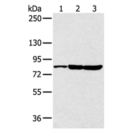 CCNT2 Antibody from Signalway Antibody (43292) - Antibodies.com