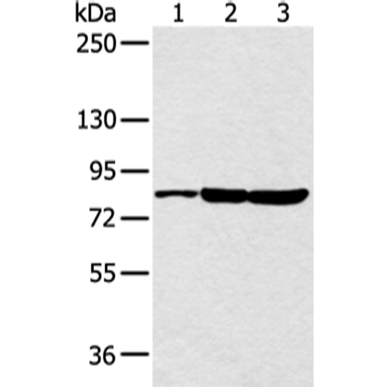 CCNT2 Antibody from Signalway Antibody (43292) - Antibodies.com