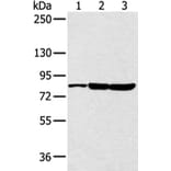 CCNT2 Antibody from Signalway Antibody (43292) - Antibodies.com