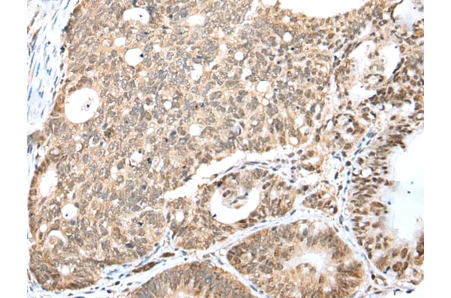 Immunohistochemistry - CCNT2 Antibody from Signalway Antibody (43292) - Antibodies.com