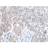 Immunohistochemistry - CCNT2 Antibody from Signalway Antibody (43292) - Antibodies.com