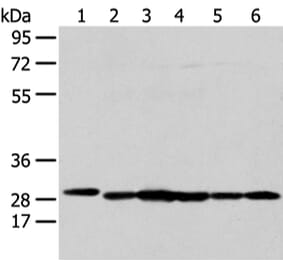 PRDX4 Antibody from Signalway Antibody (43303) - Antibodies.com