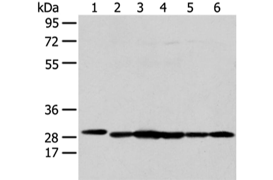PRDX4 Antibody from Signalway Antibody (43303) - Antibodies.com