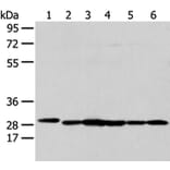 PRDX4 Antibody from Signalway Antibody (43303) - Antibodies.com