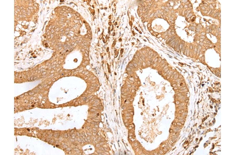 Immunohistochemistry - PRDX4 Antibody from Signalway Antibody (43303) - Antibodies.com
