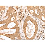 Immunohistochemistry - PRDX4 Antibody from Signalway Antibody (43303) - Antibodies.com