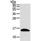 PPIL1 Antibody from Signalway Antibody (43322) - Antibodies.com