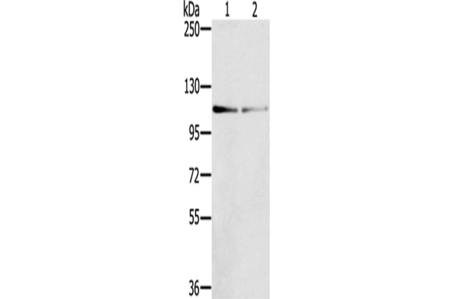 DSTYK Antibody from Signalway Antibody (43325) - Antibodies.com