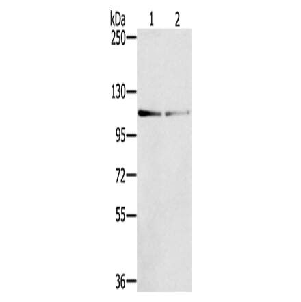 DSTYK Antibody from Signalway Antibody (43325) - Antibodies.com