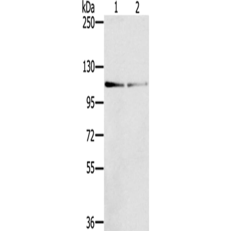 DSTYK Antibody from Signalway Antibody (43325) - Antibodies.com