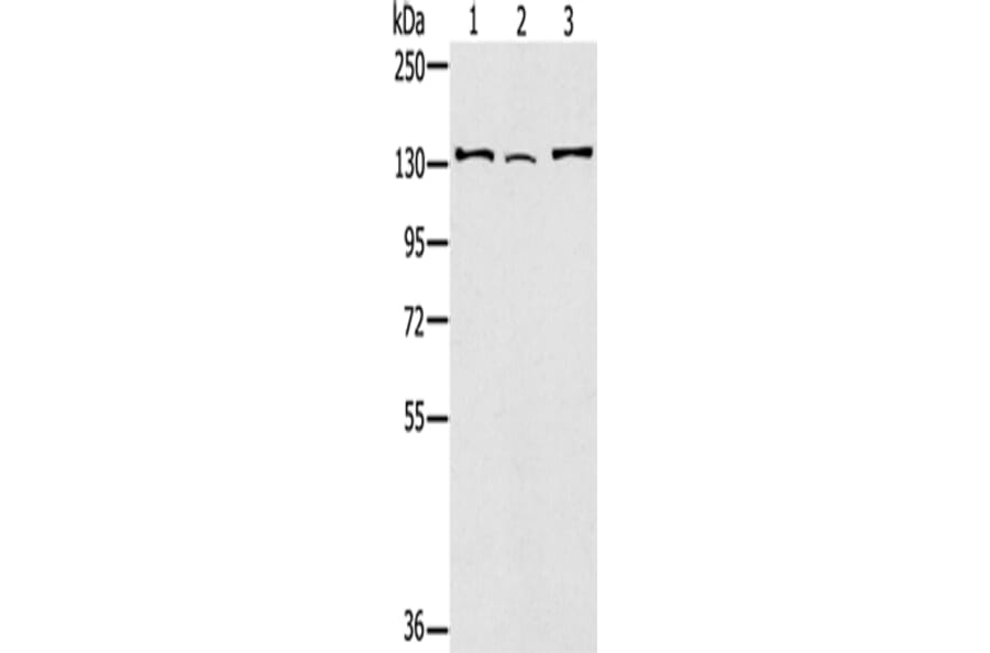 RNF40 Antibody from Signalway Antibody (43326) - Antibodies.com