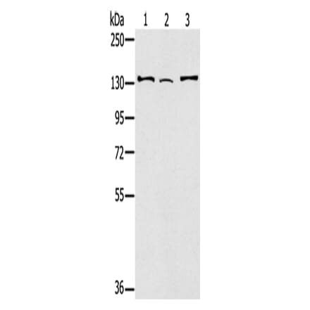 RNF40 Antibody from Signalway Antibody (43326) - Antibodies.com