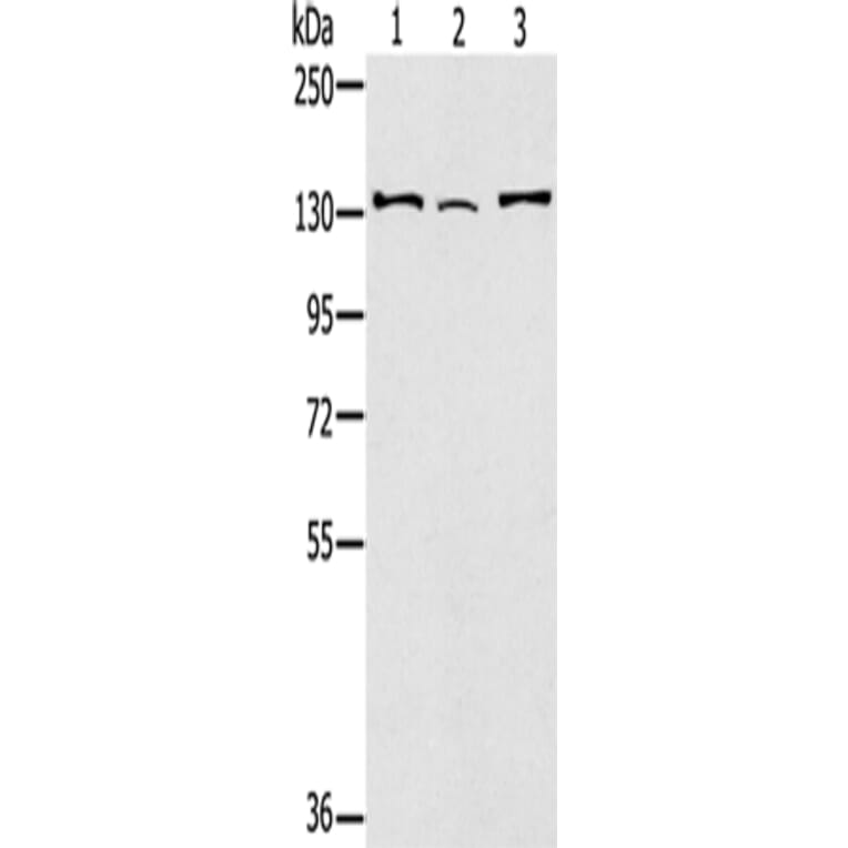 RNF40 Antibody from Signalway Antibody (43326) - Antibodies.com