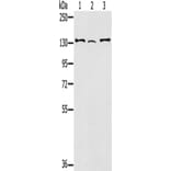 RNF40 Antibody from Signalway Antibody (43326) - Antibodies.com