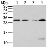 SIAH1 Antibody from Signalway Antibody (43329) - Antibodies.com
