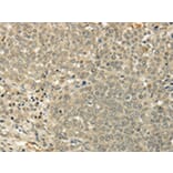 Immunohistochemistry - SIAH1 Antibody from Signalway Antibody (43329) - Antibodies.com