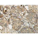 Immunohistochemistry - SIAH1 Antibody from Signalway Antibody (43329) - Antibodies.com