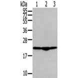 TMED2 Antibody from Signalway Antibody (43338) - Antibodies.com