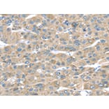 Immunohistochemistry - TMED2 Antibody from Signalway Antibody (43338) - Antibodies.com