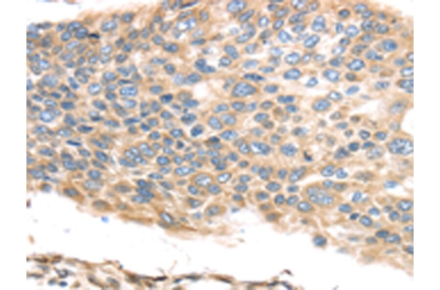 Immunohistochemistry - TMED2 Antibody from Signalway Antibody (43338) - Antibodies.com