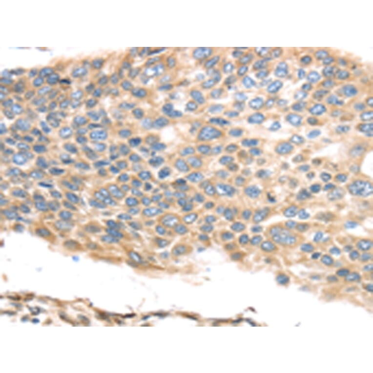 Immunohistochemistry - TMED2 Antibody from Signalway Antibody (43338) - Antibodies.com