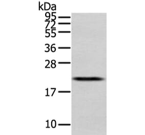 MED28 Antibody from Signalway Antibody (43339) - Antibodies.com