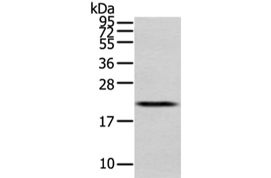 MED28 Antibody from Signalway Antibody (43339) - Antibodies.com