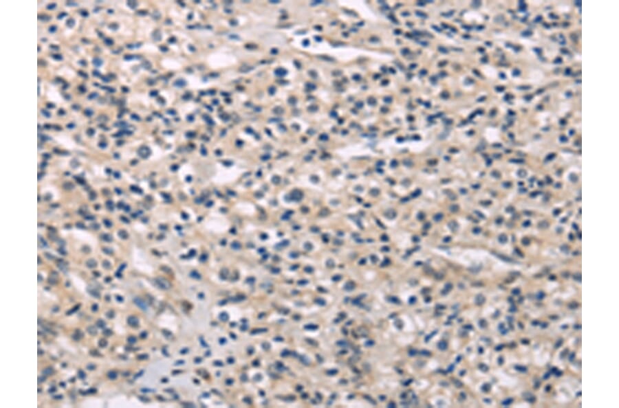 Immunohistochemistry - MED28 Antibody from Signalway Antibody (43339) - Antibodies.com