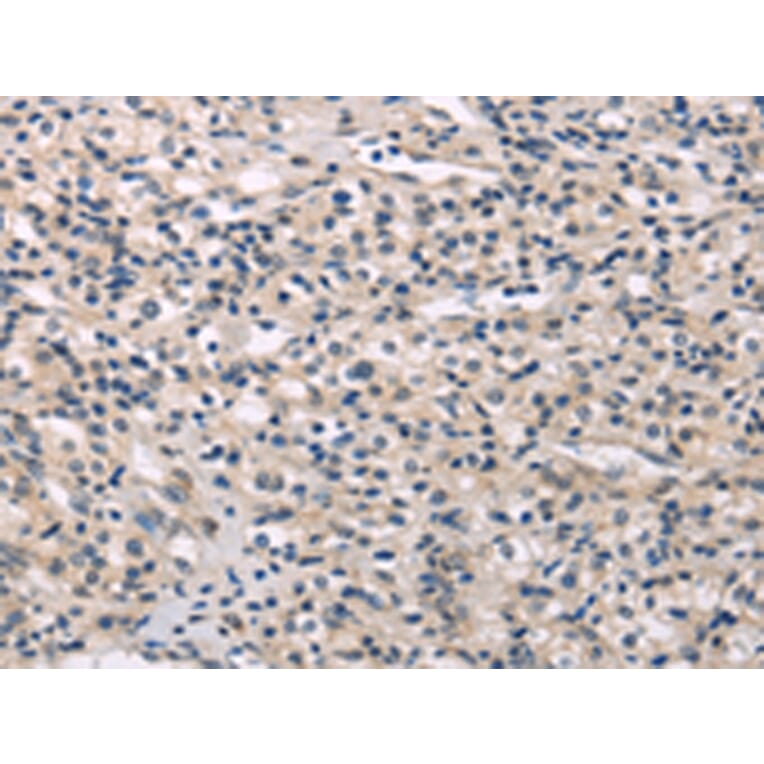 Immunohistochemistry - MED28 Antibody from Signalway Antibody (43339) - Antibodies.com