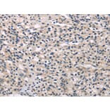 Immunohistochemistry - MED28 Antibody from Signalway Antibody (43339) - Antibodies.com