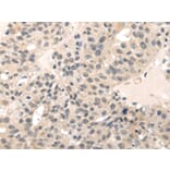 Immunohistochemistry - MED28 Antibody from Signalway Antibody (43339) - Antibodies.com