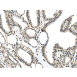 Immunohistochemistry - MED18 Antibody from Signalway Antibody (43341) - Antibodies.com